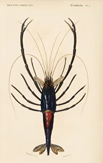 Tahitian prawn, Macrobrachium lar Tahitian prawn, Macrobrachium lar