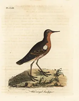 Sandpiper Prints: Tahitian sandpiper, Prosobonia leucoptera. Extinct