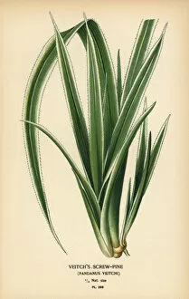 Tahitian screwpine, Pandanus tectorius