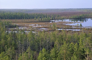 Aerials Gallery: Taiga-forest and marshes near river Taz
