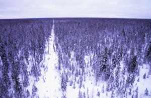 Aerials Gallery: Taiga forest in winter - Old oil search cutting