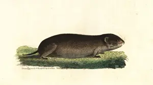 Taiga Prints: Taiga vole, Microtus xanthognathus