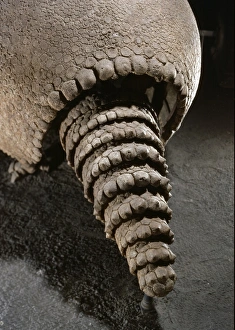 Tail of a Glyptodon Tail of a Glyptodon