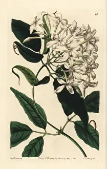 Jasmine Prints: Tail-leaved jasmine, Jasminum caudatum