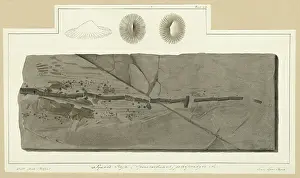 Lyme Prints: Tail of Squalo-raja (Spinacorhinus) polyspondila Agassiz