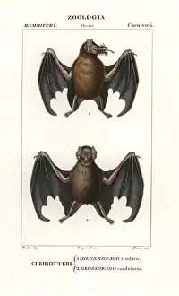 Tailed tailless bat, Anoura caudifer, and lesser