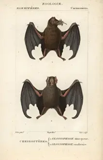 Tailed Prints: Tailed tailless bat, Anoura caudifer, and lesser