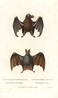 False Gallery: Tailed tailless bat and greater false vampire bat
