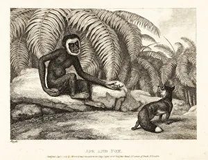 Gay And Phaedrus Prints: A tailless monkey asks a fox for some of his tail. Ape and fox