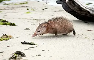 Mauritius Prints: Tailless tenrec Common tenrec