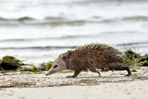 Tailless tenrec Common tenrec
