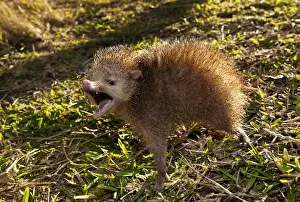 Tailless tenrec Common tenrec