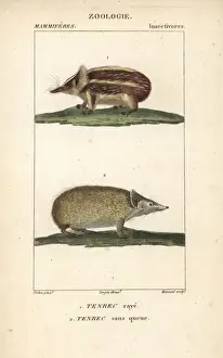 Streaked Prints: Tailless tenrec, Tenrec ecaudatus, and lowland