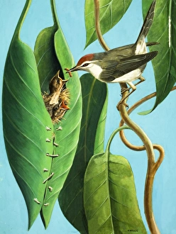 Images Dated 25th May 2007: The Tailor Bird