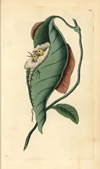 Nest Prints: Tailor bird, Orthotomus sutorius Two young
