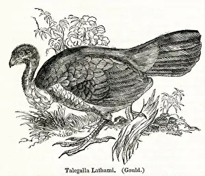 Talegalla Lathami or Brush Turkey, Australian bird