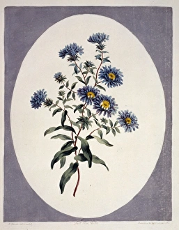 Tall blue astor Tall blue astor