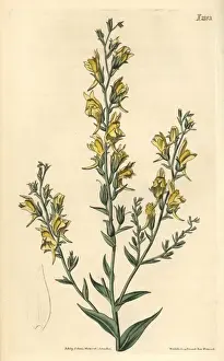 Toad Prints: Tall broom-like toad flax, Linaria genistifolia var procera