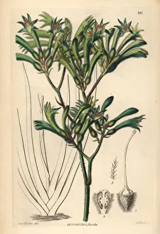 Barclay Gallery: Tall kangaroo paw, Anigozanthos flavidus