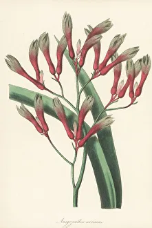 Magazine Of Botany Prints: Tall kangaroo paw, Anigozanthos flavidus