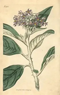 Giganteum Prints: Tall nightshade, Solanum giganteum
