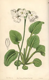 Primula Gallery: Tall pale primrose, Primula involucrata