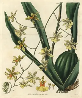 Stemmed Prints: Tall-stemmed oncidium orchid, Oncidium altissimum