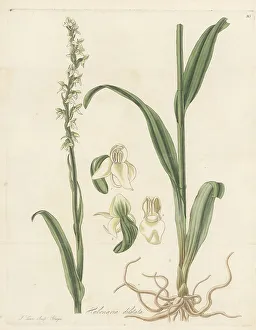 Fragrant Prints: Tall white bog orchid, Platanthera dilatata