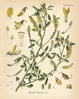 Officinalis Gallery: Tall yellow sweetclover or tall melilot, Melilotus