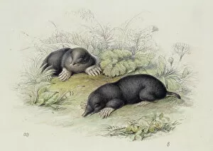 Jardine Collection: Talpa europaea, European mole
