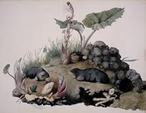 Talpa europaea, European mole