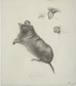 Talpa europaea, European mole