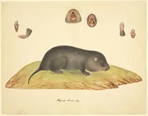 Insectivore Prints: Talpa sp. mole