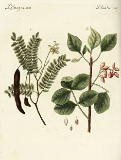 Tamarind and pistachio nut