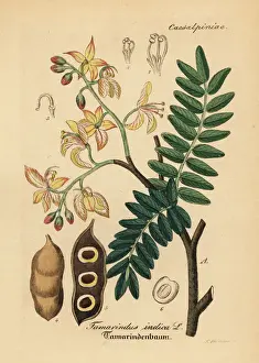 Indica Prints: Tamarind, Tamarindus indica