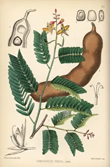 Tamarind, Tamarindus indica