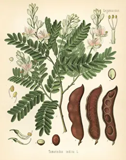 Tamarind, Tamarindus indica