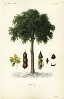 Medicale Collection: Tamarind tree, Tamarindus indica