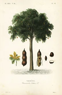 Reveil Collection: Tamarind tree, Tamarindus indica