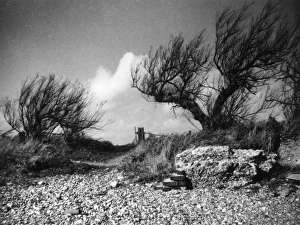 Images Dated 16th June 2011: Tamarisk Bushes