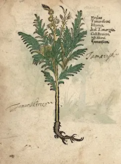 Herbal Prints: Tamarisk or salt cedar, Tamarix species
