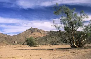 Barren Prints: Tamarix trees in a small valley