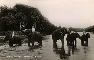 Tame working elephants bathing - Sri Lanka