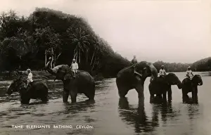 Tame Prints: Tame working elephants bathing - Sri Lanka