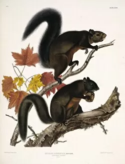 Agile Gallery: Tamiasciurus douglasii, Douglas squirrel