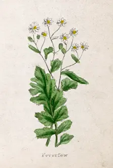 Tanacetum Parthenium