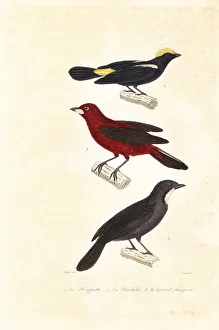 Achille Richard Prints: Tanagers and saltator