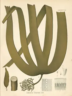 Seaweed Prints: Tangle or cuvie kelp, Laminaria hyperborea