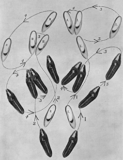 Tango craze: a tango tangle, 1913 Tango craze: a tango tangle, 1913