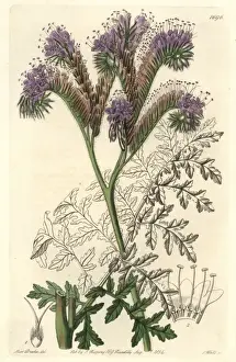 Leaved Prints: Tansy-leaved or lacy phacelia, Phacelia tanacetifolia